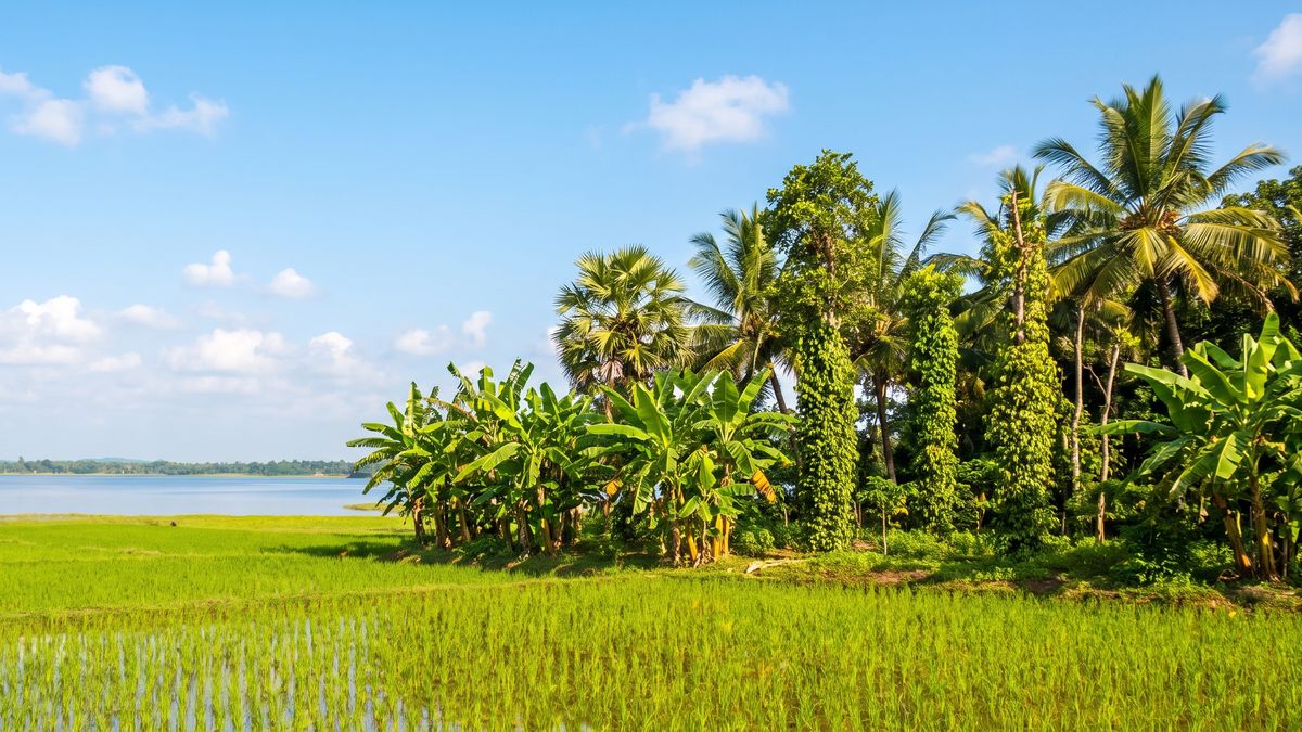 Green paddy fields and a spice home garden under a clear blue sky in the North Central Province